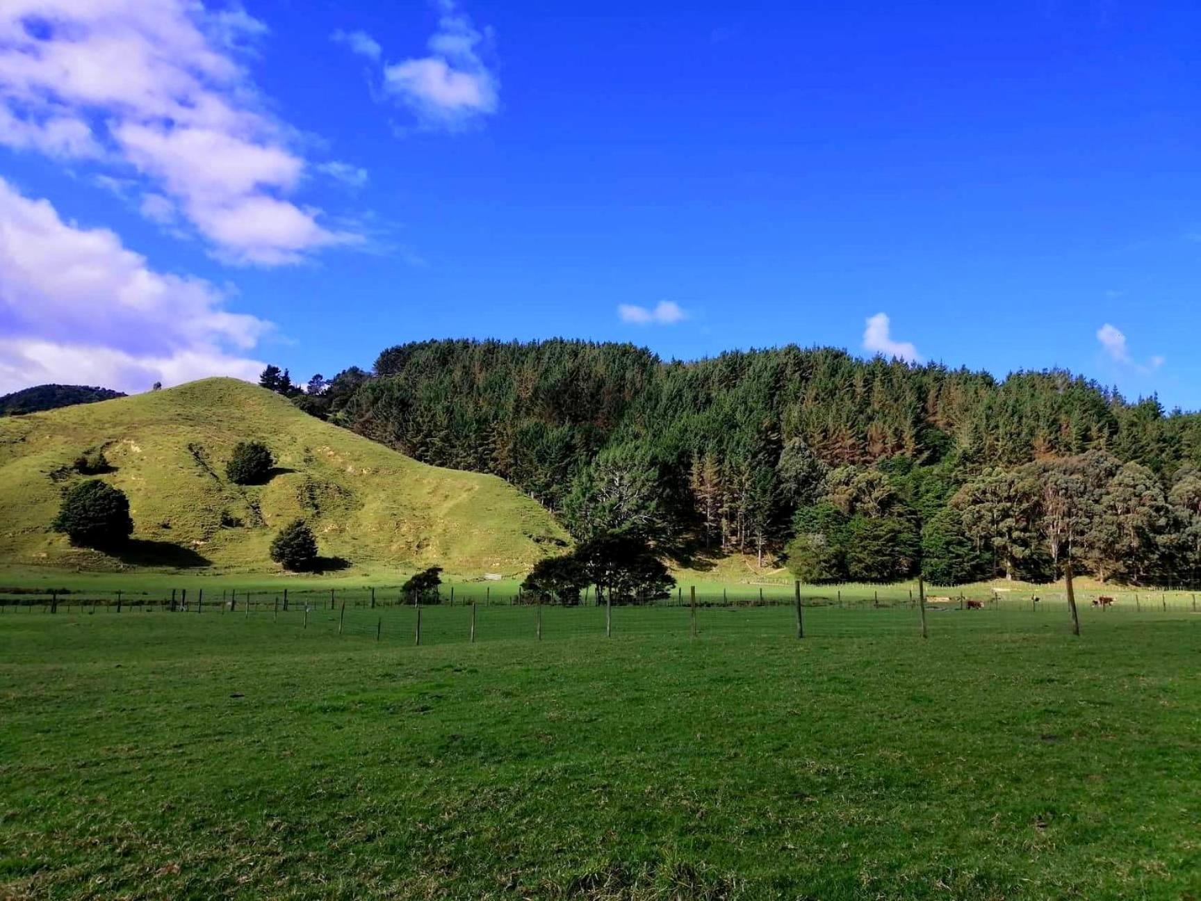 White Star Station Farm * Coromandel